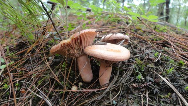 云南野生菌最全攻略，昆明這些地方盛產野生菌你知道幾個 