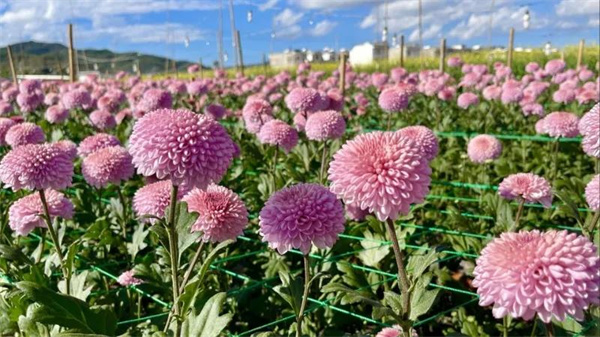 冬日到永仁縣猛虎鄉(xiāng)享暖陽(yáng)賞花田